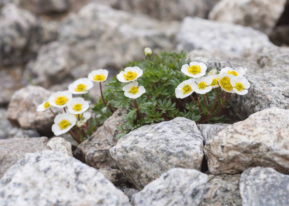 Alpine Buttercup